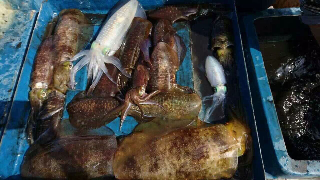 JYWT2307 jingyang Artificial squid jig